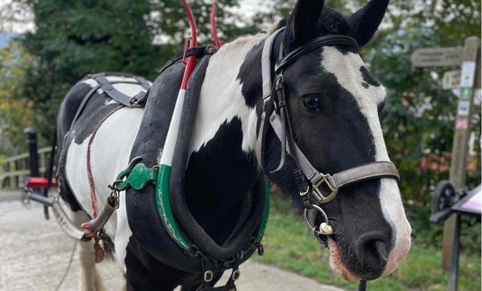 A view of Llangollen Wharf's Majestic Horse Sonic as he gently pulls one of our boats a long the Llangollen Canal.